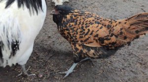 Курочки породы Эйленбард