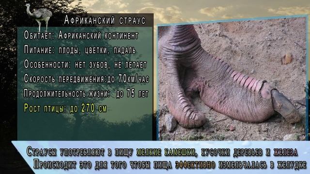 Какая самая большая в мире птица? | САМЫЕ САМЫЕ большие мира смотреть онлайн