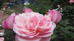 Мой Розовый Сад 2020г. Роза Делиа (Delia) - шраб.