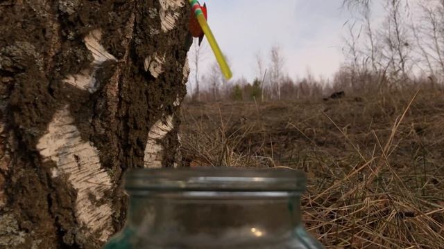 Добываю березовый сок смотреть онлайн