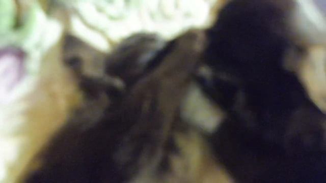 Мишель ЦЕЛУЕТ Лёвчика / Желаем всем СПОКОЙНОЙ ночи и ДОБРЫХ снов / питомник РКФ "Мари Мистик" смотреть онлайн