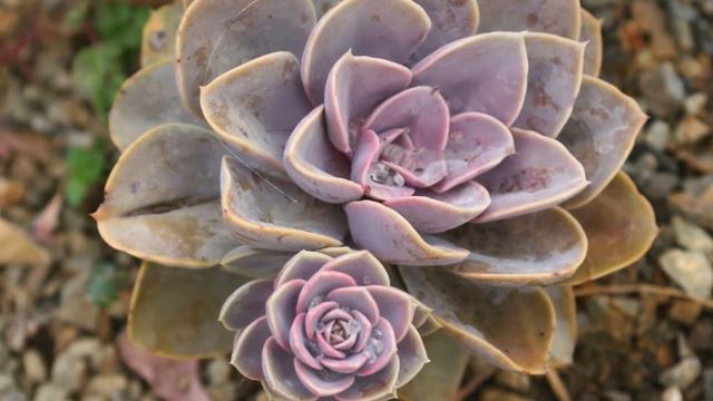 Flowering SUCCULENT plant identification | BLOOM ID with MOODY BLOOMS смотреть онлайн