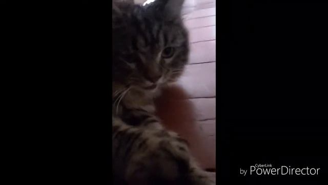 Кот дышит, как собака!!!