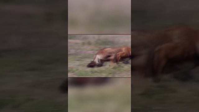 Волк Охотится на Хомяков