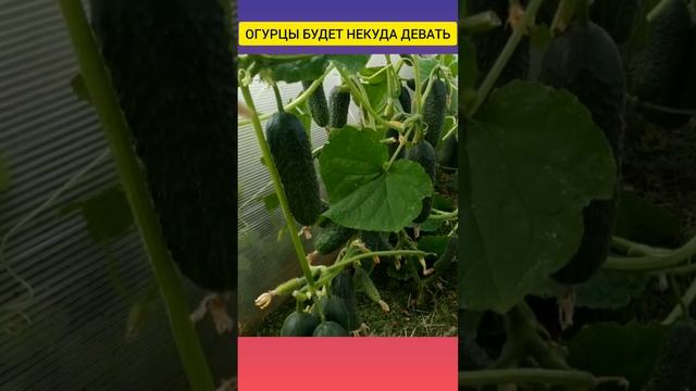 Подкормка ! ОГУРЦЫ БУДЕТ НЕКУДА ДЕВАТЬ #shorts смотреть онлайн