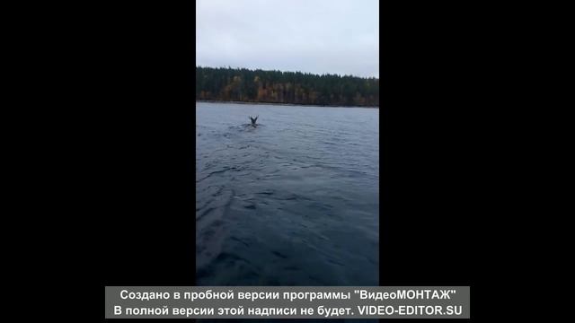 Отдыхаем, ищем, узнаём Лето 2022 г февраль 2023 г смотреть онлайн
