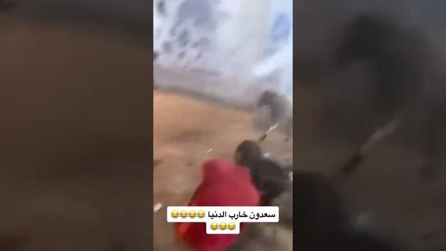 баран против человека ???