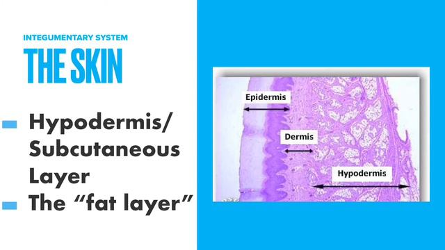 SKIN TALKs | The Science of the Human Skin смотреть онлайн