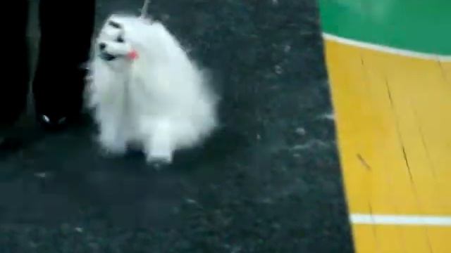 Выставка 21.02.10г Новосибирск смотреть онлайн