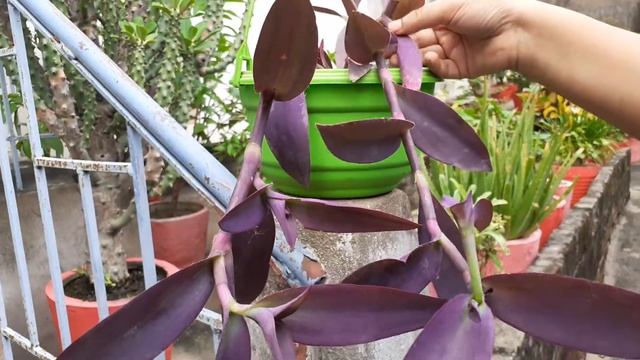How to grow and care purple heart - Best Hanging Plant || Purple heart plant in hanging basket смотреть онлайн