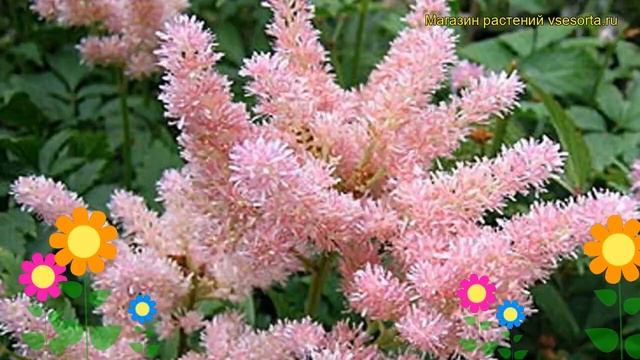 Астильба арендса Брессингхам Бьюти. Краткий обзор, описание astilbe arendsii Bressingham Beauty смотреть онлайн