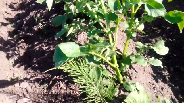 Решил пройти окучниками ещё раз! смотреть онлайн