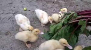 утята кушают листья свеклы  часть 1