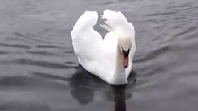 El lago de los cisnes смотреть онлайн