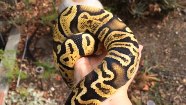 Ball Python Morph: Pastel GHI (Squig) смотреть онлайн