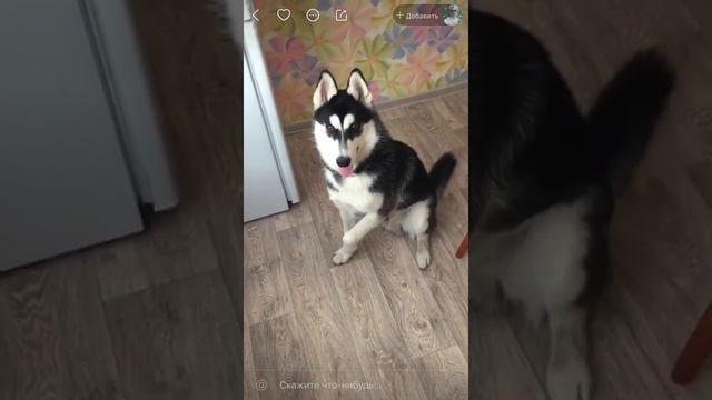 Подборка KWAI WTF | Инвалид качает пресс смотреть онлайн