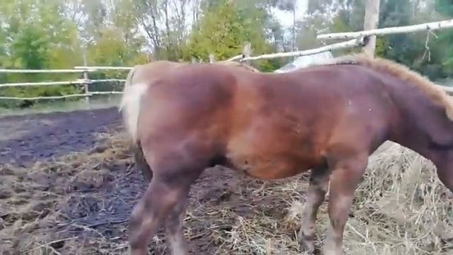 СОВЕТСКИЙ ТЯЖЕЛОВОЗ РАЗМАХ,5 МЕСЯЦЕВ, ПРОДАЕТСЯ. смотреть онлайн