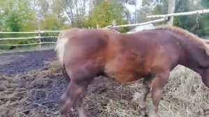 СОВЕТСКИЙ ТЯЖЕЛОВОЗ  РАЗМАХ,5 МЕСЯЦЕВ, ПРОДАЕТСЯ.