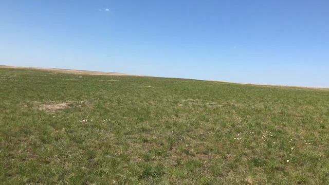 Пение ? полевого жаворонка ? (Актюбинская обл.) ? смотреть онлайн