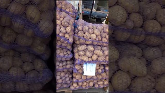 Крым , Симферополь ,Привоз овощи от 12.09.23 смотреть онлайн