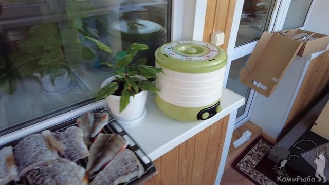 Щука холодного копчения в домашних условиях. Обзор коптильни Hobbi Smoke смотреть онлайн