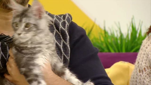 Выставка кошек смотреть онлайн