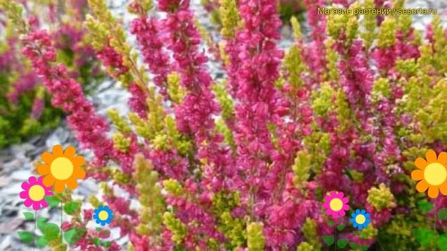 Вереск обыкновенный атене. Краткий обзор, описание характеристик, где купить саженцы смотреть онлайн