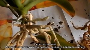 Листья орхидеи потеряли тургор и морщинятся: что делать для восстановления