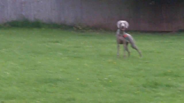 Bella & Bernie Weimaraner & Labrador. смотреть онлайн