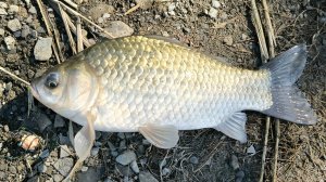 ОГРОМНЫЕ ЛАПТИ КАРАСИ ЖИВУТ В ЭТОМ БОЛОТЕ! ЛОВЛЯ КРУПНОГО КАРАСЯ НА ПЕНОПЛАСТ. ЛЕТНЯЯ РЫБАЛКА.