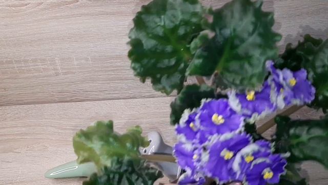 Цветет красивый и оригинальный Ален-Командор смотреть онлайн