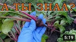 Как проредить СВЕКЛУ и пересадить прорывки после?☝☝☝