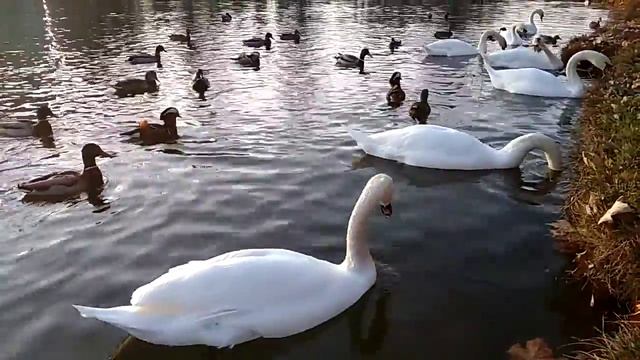 Симферополь парк Гагарина утка Мандаринка Лебеди смотреть онлайн