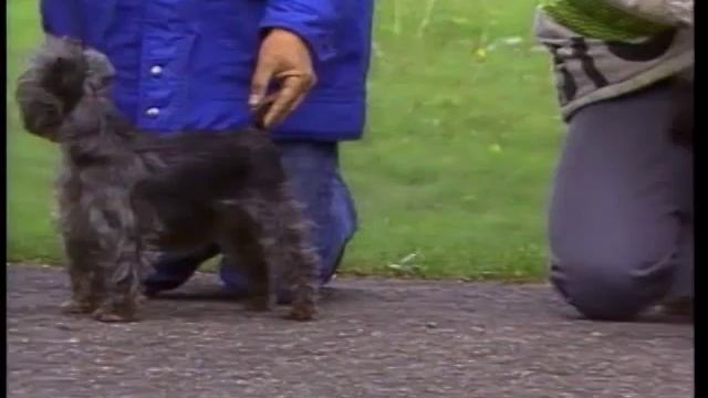 Affenpinscher - AKC Dog Breed Series смотреть онлайн