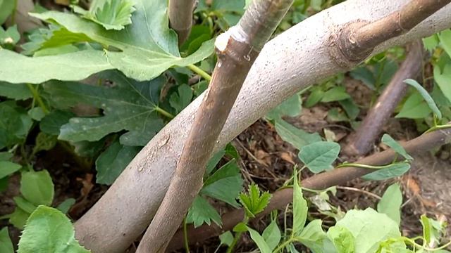 инжир, прививки 2023г смотреть онлайн