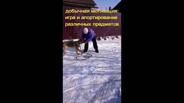 тестирование молодых собак смотреть онлайн