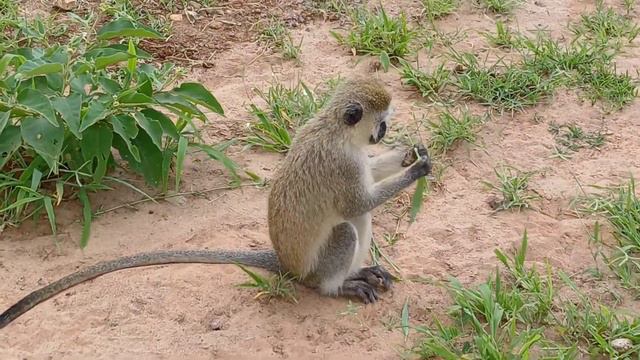 обезьяны с голубыми яйцами , точнее у самцов, . Танзания смотреть онлайн