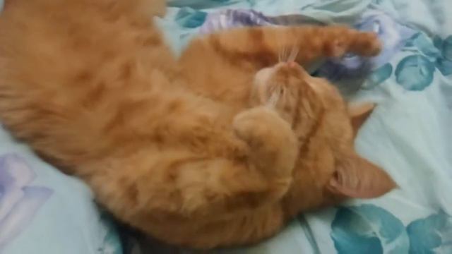 Кот после двух дней гулянье смотреть онлайн