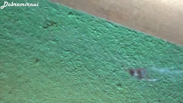 Паук и паутинка - симпатичный паучок живёт в уголочке... смотреть онлайн