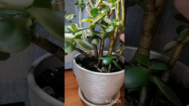 СУПЕР способ как сделать розрыхлитель + удобрение  для корней для ЛЮБОГО комнатного растения ?