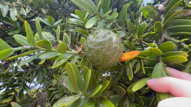 How Plants and Life Evolved Spores to Seeds - Part 2 смотреть онлайн