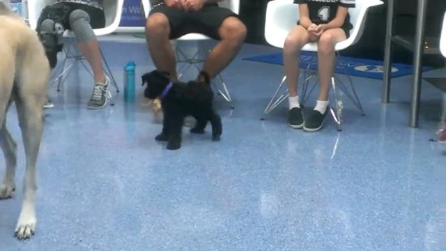 Kerry Blue Terrier Puppy At Pre School смотреть онлайн