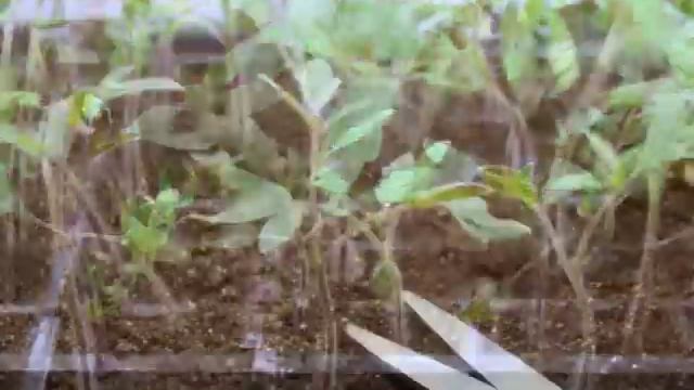 Step by Step: ? How To Grow Tomatoes from Seed | Gardener's Supply ?? смотреть онлайн