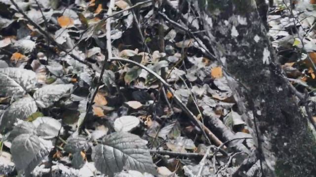 VID 20220920 144341 Пашни буры, межи зелены...1914 (Н. Клюев)...Павел Васильев Лахтинский смотреть онлайн