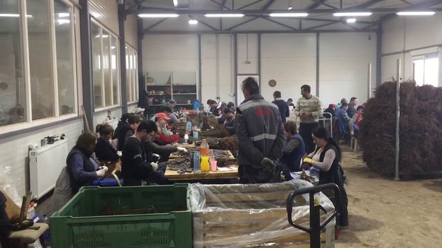 Прививка саженцев в питомнике смотреть онлайн