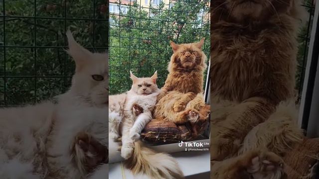 Мейн кун. Кот Джокер. Мы в Тик Токе! смотреть онлайн