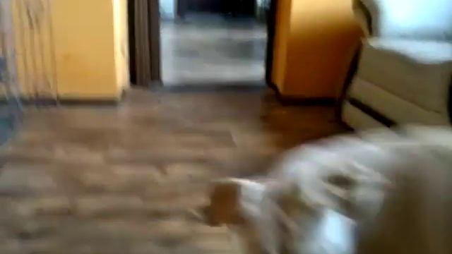 labrador mini szkolenie смотреть онлайн