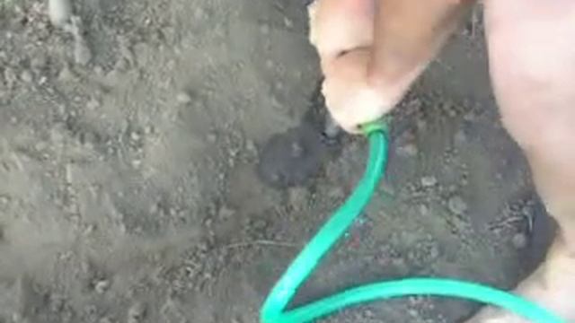 Полив дерева с помощью гидробура смотреть онлайн