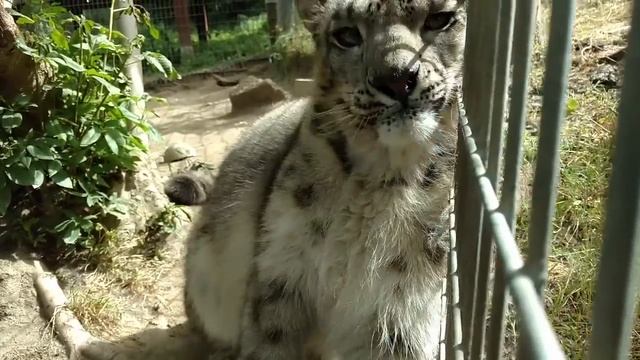 Snow Leopard Purr