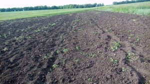 Уход за дыней в открытом грунте-Выращивание дыни.